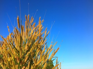Grass flowers with blue sky background