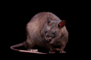Gambian pouched rat, 3 years old, on black