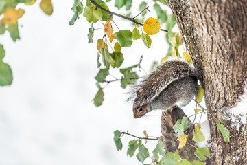 Closeup portrait of one gray squirrel in cold snowy weather snow sitting on tree trunk branch and green foliage leaves spring or autumn season