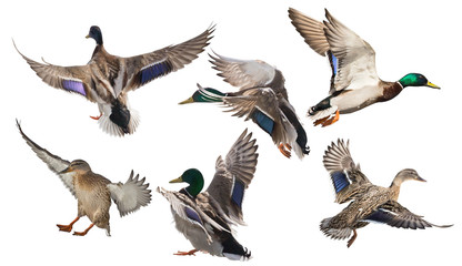 six mallard ducks in flight on white