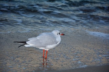Möwe steht vor einer Welle am Sandstrand