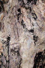 wood texture background closeup