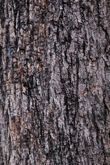 wood texture background closeup