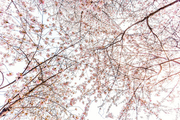 Fototapety  Looking up at cherry blossom sakura trees isolated against white sky perspective with pink flower petals in spring springtime Washington DC or Japan flat background