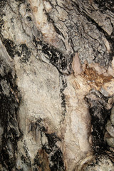 wood texture background closeup