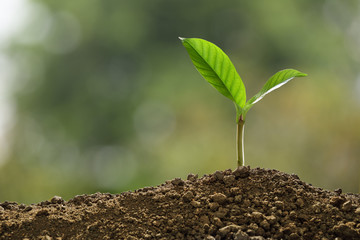 Green sprout growing out from soil on nature background