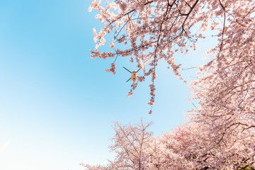 Cherry blossom sakura trees with blue sky looking up perspective with pink flower petals in spring Washington DC monument and helicopter