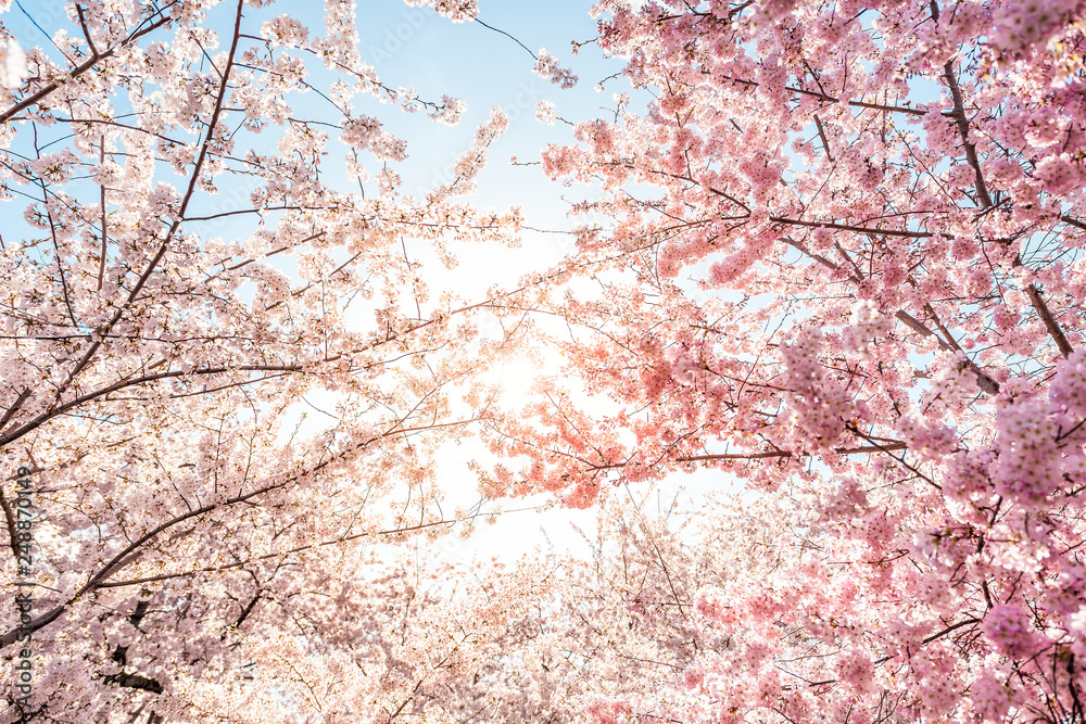 Wall mural low angle view of vibrant pink cherry blossom sakura tree sunburst through branch in spring in washi