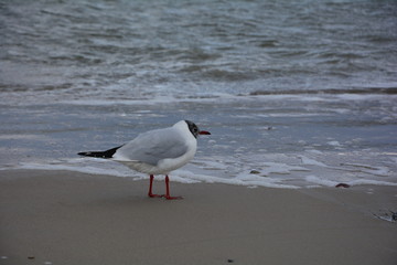 Möwe mit dunklem Kopf  steht am Sandstrand an der Ostsee Küste