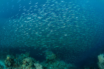 Large School of Silversides in Raja Ampat
