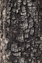 wood texture background closeup