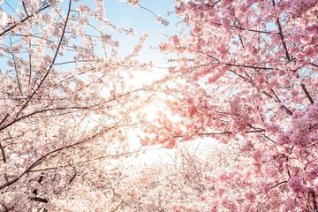 Fototapeten Low angle view of vibrant pink cherry blossom sakura tree sunburst through branch in spring in Washington DC during festival © Kristina Blokhin