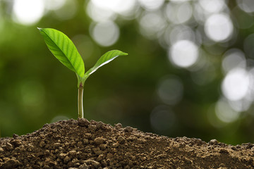 Green sprout growing out from soil on nature background