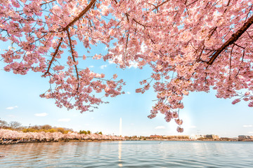 Tidal Basin pink cherry blossom sakura flowers on branch trees in spring during festival framing...
