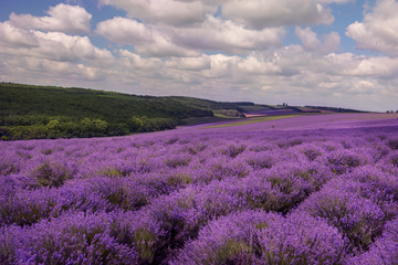Fototapeta na wymiar Hilly lavender fields. Lush lavender bloom.