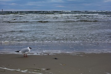 Möwe von der Seite steht am Sandstrand vor dem tosenden Meer an der Ostsee Küste, mit Felsen und Himmel