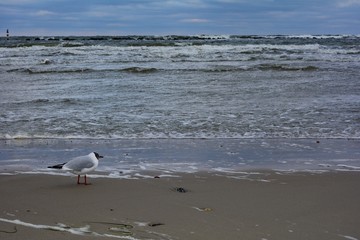 Fototapeta na wymiar Möwe von der Seite steht am Sandstrand vor dem tosenden Meer an der Ostsee Küste, mit Felsen und Himmel