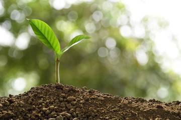 Green sprout growing out from soil on nature background