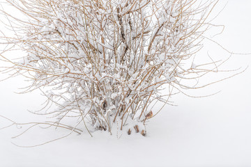 Closeup of snowing weather snowstorm with tree bush covered in snow with female cardinal bird perched in Virginia with bare branches high angle view