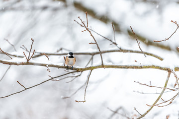 Small black-capped chickadee, poecile atricapillus, tit bird perched on tree branch in Virginia during winter snow weather snowflakes falling on orange feathers