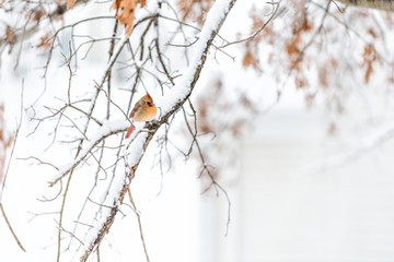 Puffed up one female red northern cardinal, Cardinalis, bird sitting far perched on oak tree branch during winter snow in Virginia with crest