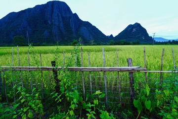 Bamboo fence with green rice And the mountains are the background at Vang Vieng, Laos.Filter style