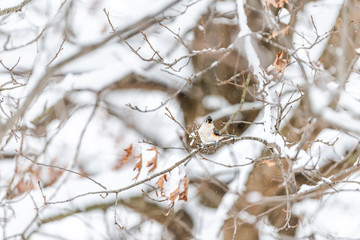 One tufted titmouse titmice bird sitting perched on tree branch during heavy winter snow colorful in Virginia with snow flakes in motion action