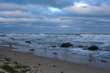 Fototapeta na wymiar Seemöwen stehen am Sandstrand vor dem tosenden Meer an der Ostsee Küste, mit Felsen und Himmel