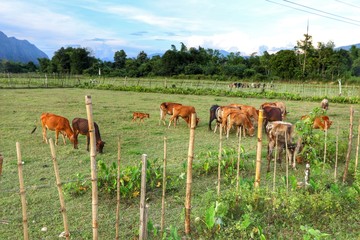 The cows are eating grass in the fields at Vang Vieng, Laos.