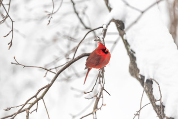 Closeup of one vibrant saturated red northern cardinal, Cardinalis, bird sitting perched on tree branch during winter snow in Virginia puffed up cold