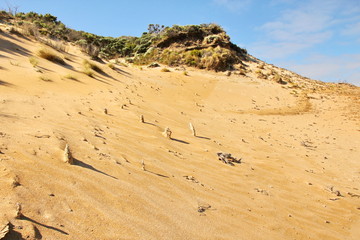 Coastal desert landscape