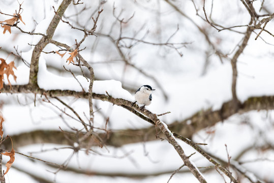 One white-breasted nuthatch bird on tree trunk during winter snowflakes snow covered oak tree in Virginia white background autumn winter or spring