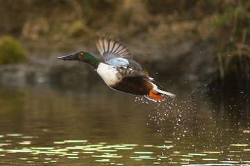 anatra selvatica Mestolone (Anas clypeata),maschio in decollo