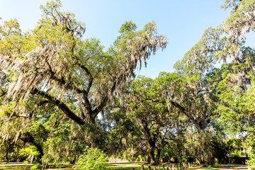 Many old southern live oak trees in New Orleans Audubon park on sunny spring day with hanging spanish moss and green Tree of Life in Garden District