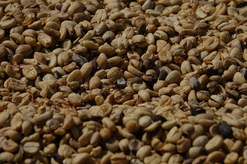 background of colorful raw coffee beans
