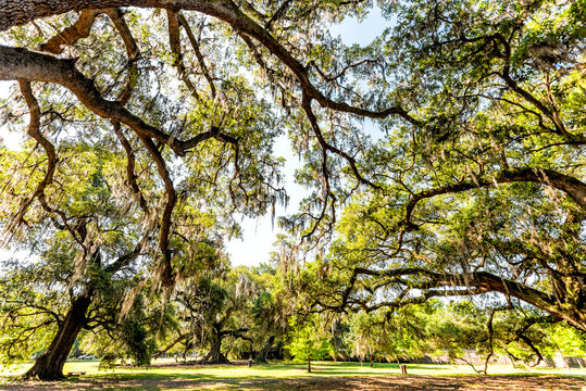 Old southern live oak trees in New Orleans Audubon park on sunny spring day with benches and hanging spanish moss and green Tree of Life in Garden District