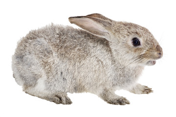 small light rabbit isolated on white
