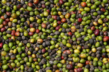 background of colorful raw coffee beans