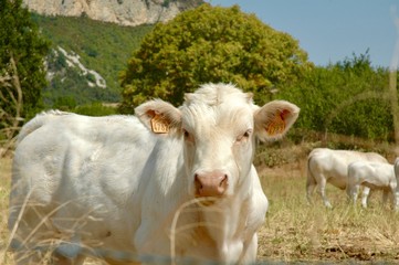 Vitello in Provenza, Francia