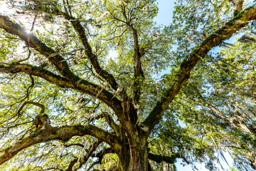 Oldest southern live oak in New Orleans Audubon park on sunny day with hanging spanish moss in...