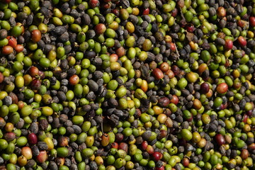 background of colorful raw coffee beans
