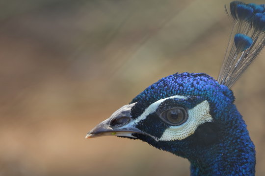 colorful peafowl bird portrait and detail