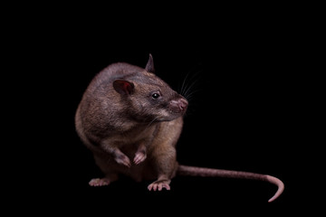Gambian pouched rat, 3 years old, on black