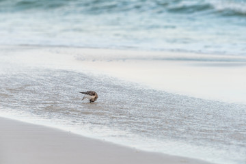 One Sanderling wading bird looking for food shorebird in Santa Rosa Beach, Florida with ocean gulf of mexico waves shore sand