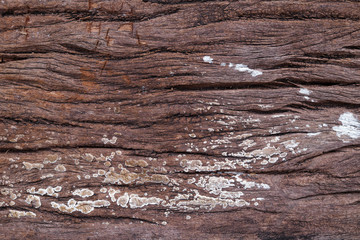 wood texture background closeup