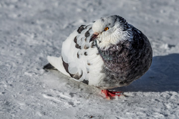 One beautiful bright white and gray pigeon bird with orange eyes is on a white snow path in a park in winter