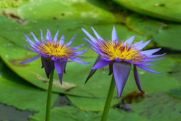 fiori di Loto blu egiziano (Nymphaea caerulea) nello stagno