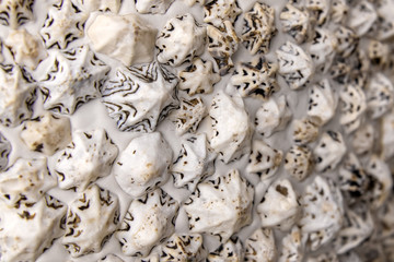 seashell background. Blurred focus