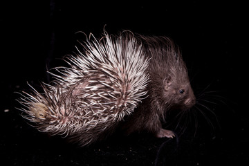 Indian crested Porcupine baby on black backgrond