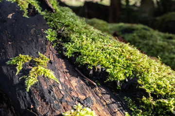green moss on a tree trunk